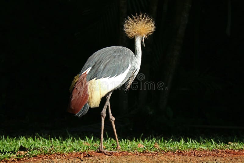 Ein Grey Crowned Crane Bird Relaxing im Sonnenlicht, Foz tun Iguacu, Brasilien, Südamerika stockfotografie Ein Grey Crowned Crane Bird Relaxing im Sonnenlicht, Foz tun Iguacu, Brasilien, Südamerika stockfotografie