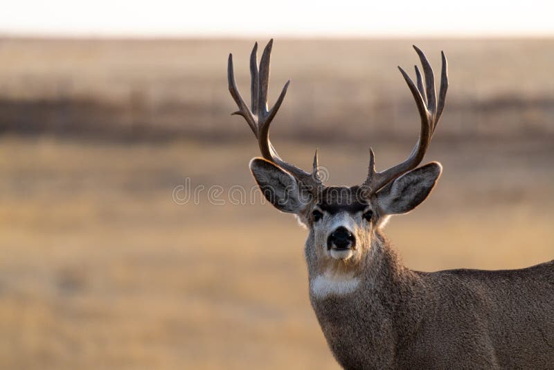 Ein Großer Muschelkäfer Im Herbst Auf Einem Feld Stockbild - Bild von  vereinigt, fauna: 166254725