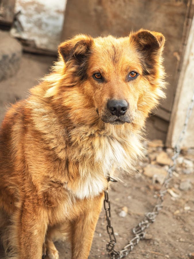 Hund sitzt auf einem Yard stockfoto. Bild von grün, glücklich 48377336