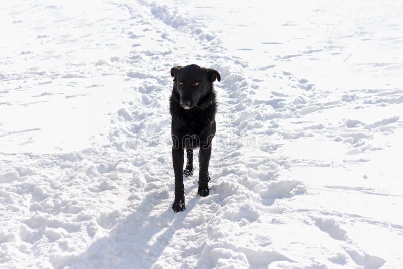 Großer Hund Auf Weißer Straße Stockfoto Bild von schwarzes, flaumig
