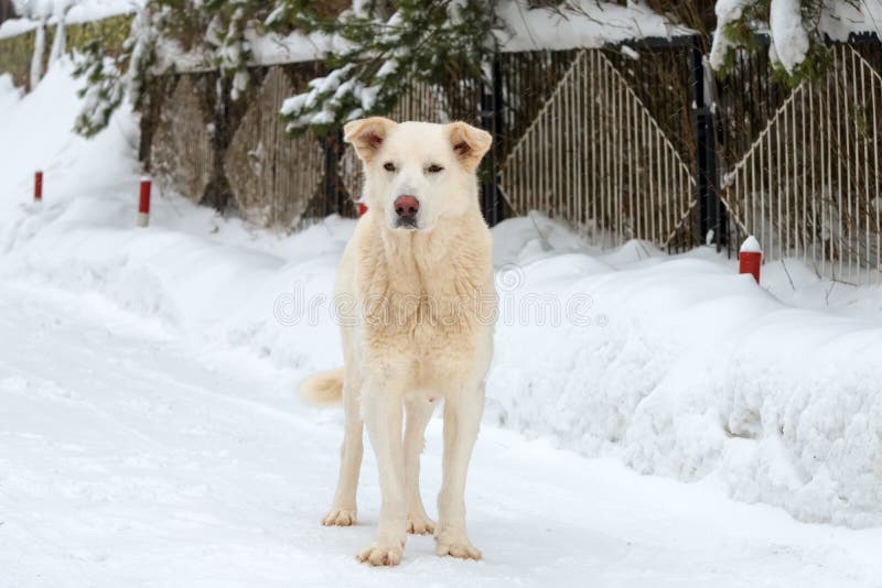 Großer Hund Auf Weißer Straße Stockfoto Bild von schwarzes, flaumig