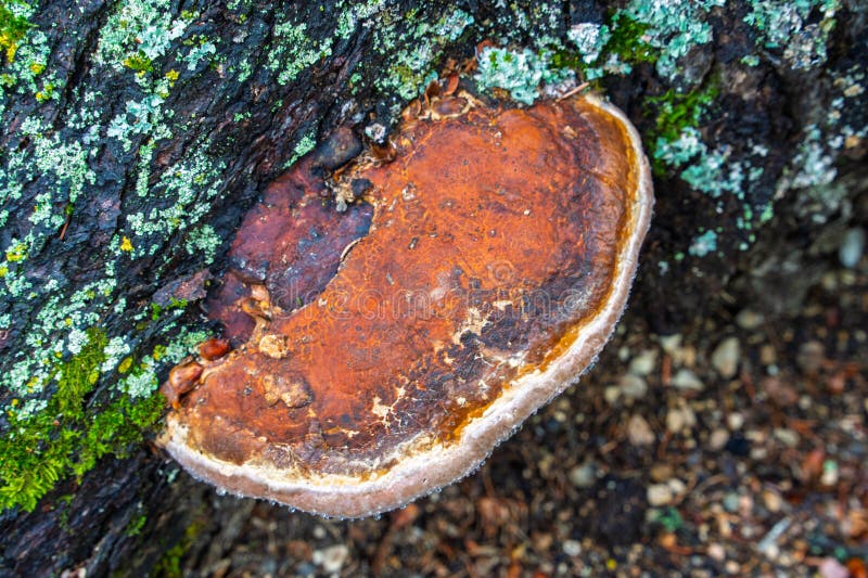 Ein großer brauner Pilz wächst auf einem Baum stockfotos