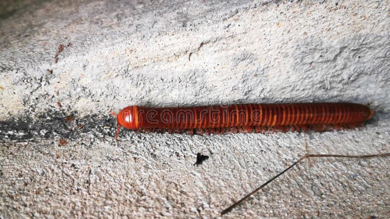 Ein großer Millipede wandert um das Haus für Lebensmittel auf dem Betonboden.