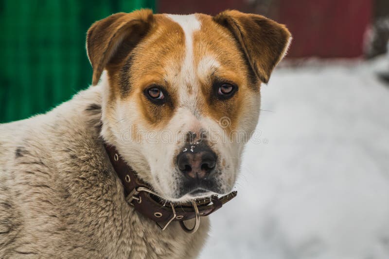 Ein großer schöner Bastardbraun- und weißerhund mit braunen Augen in einem braunen ledernen Kragen schützt das Yard