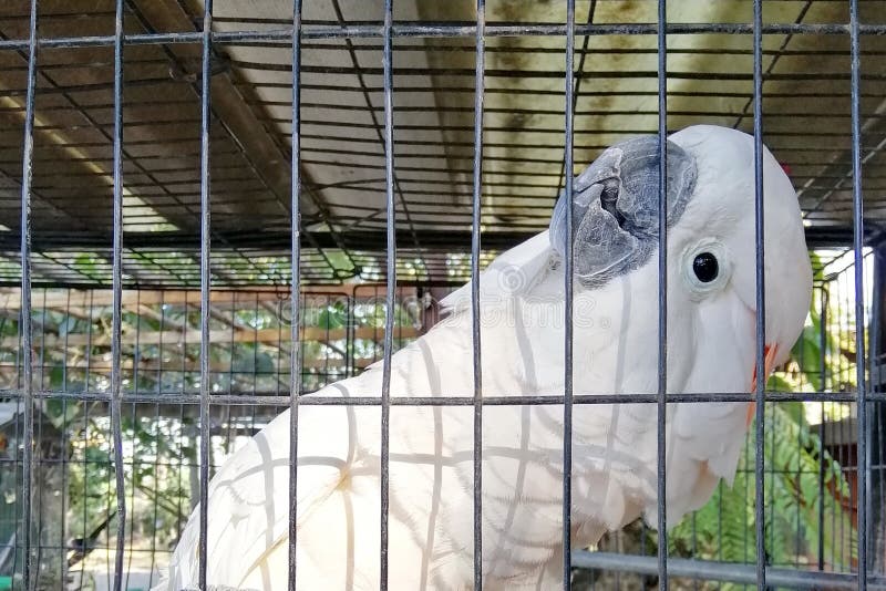 Ein großer Weißhaubenkakadu in einem Käfig. stockbilder