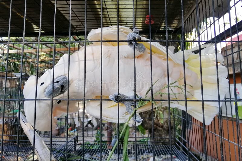 Ein großer Weißhaubenkakadu in einem Käfig. stockbilder