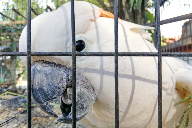 Ein großer Weißhaubenkakadu in einem Käfig. lizenzfreie stockbilder