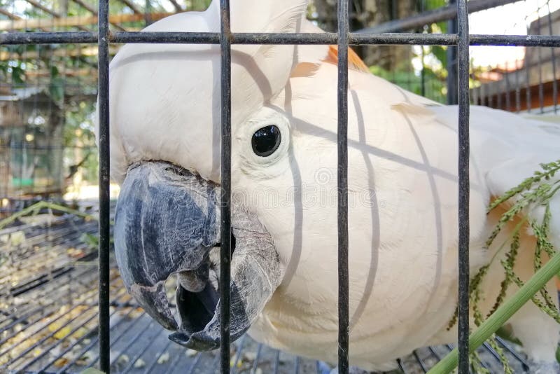 Ein großer Weißhaubenkakadu in einem Käfig. Sprache in den Garten. so nett.