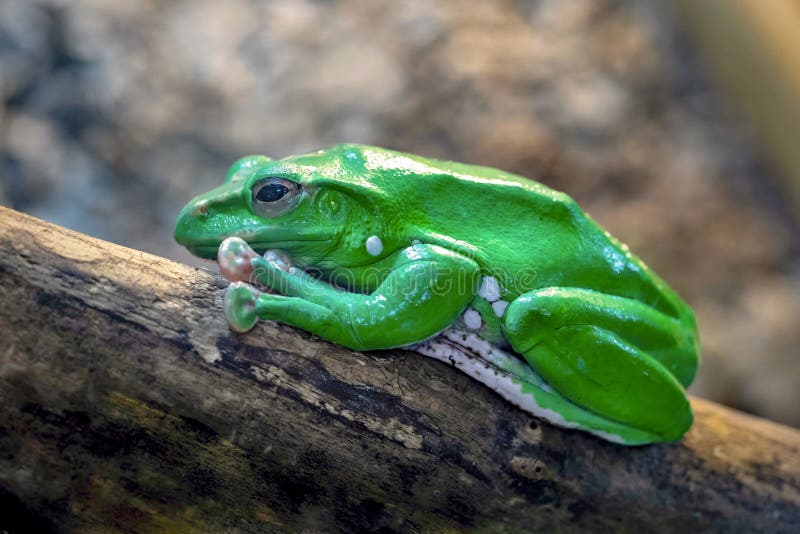 Ein grüner Frosch stockbild Ein grüner Frosch stockbild