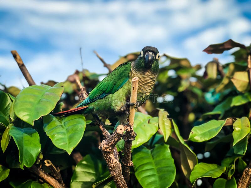 Ein grüner Papageienvogel Vogel des großen grünen Papageien des tropischen Regenwaldes mit orange Schnabelzufuhren andere Nahe An lizenzfreie stockfotografie Ein grüner Papageienvogel Vogel des großen grünen Papageien des tropischen Regenwaldes mit orange Schnabelzufuhren andere Nahe An lizenzfreie stockfotografie