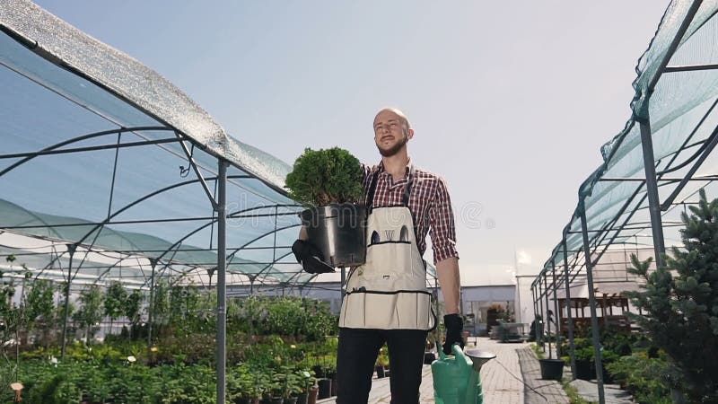 Ein Gärtner in einem Kupplungshemd und in einem Gartenwerkzeug geht das Gewächshaus, zum von Zierpflanzen zu pflanzen Ein sonnige