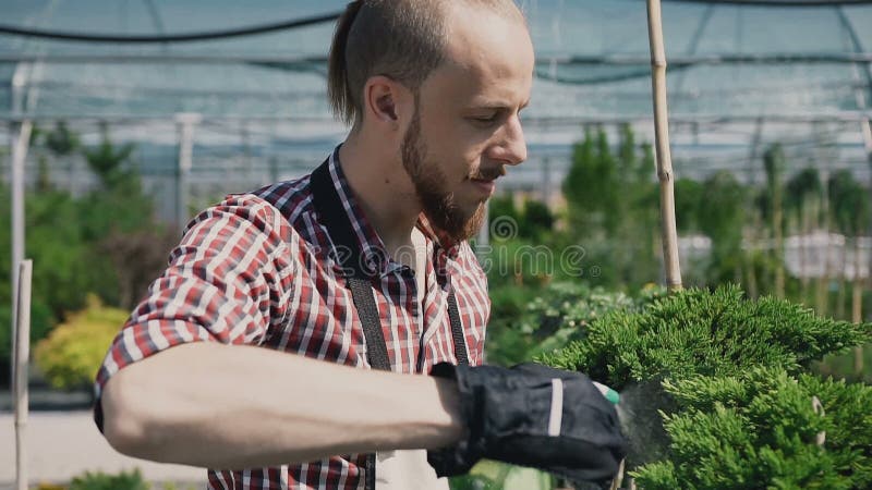 Ein Gärtner mit einem speziellen Gartenwerkzeug sprühte Koniferenanlagen in einem großen Gewächshaus