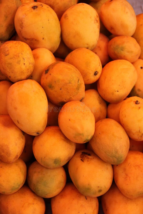 Ein Haufen von frischen Mangos stockbild Ein Haufen von frischen Mangos stockbild