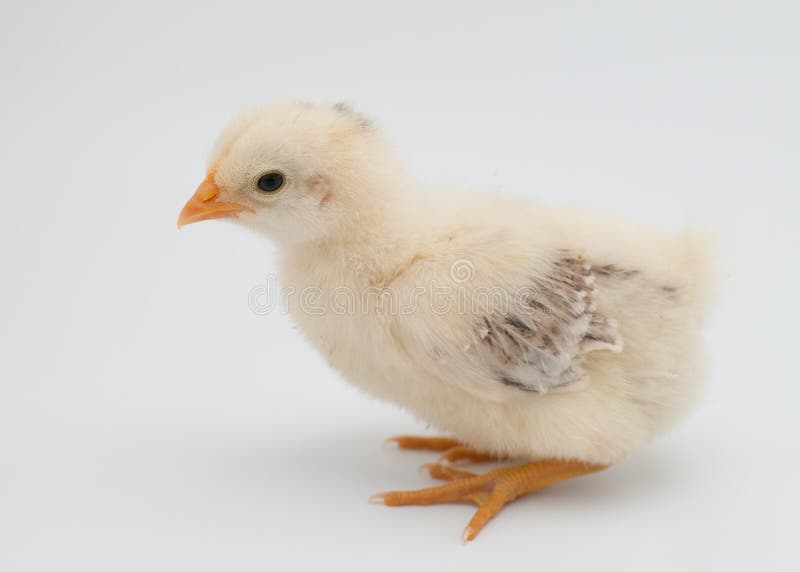Ein hellgelbes Babyküken sitzt auf einem weißen Hintergrund stockfotos Ein hellgelbes Babyküken sitzt auf einem weißen Hintergrund stockfotos