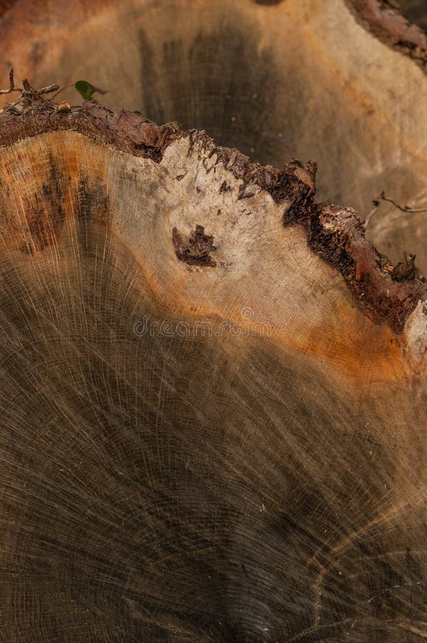 Ein Hintergrund von geschnittenen Bauholzabschnitten stockbild Ein Hintergrund von geschnittenen Bauholzabschnitten stockbild