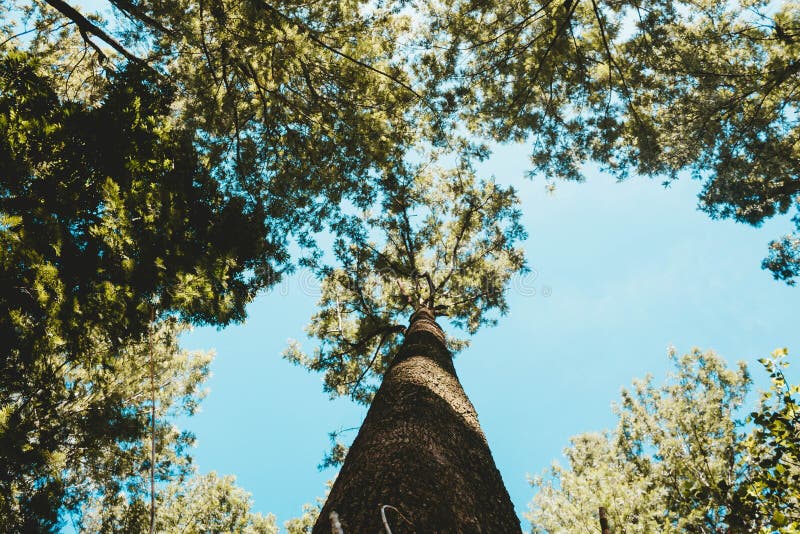 Ein hoher Baum in einem Waldschuß von einem niedrigen Winkel stockfoto Ein hoher Baum in einem Waldschuß von einem niedrigen Winkel stockfoto