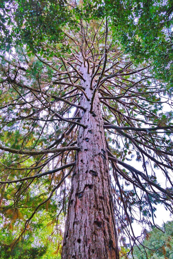 Ein hoher Baum mit sogar beschnittenem Stamm und viele verdrehten Niederlassungen im Park stockfotos Ein hoher Baum mit sogar beschnittenem Stamm und viele verdrehten Niederlassungen im Park stockfotos