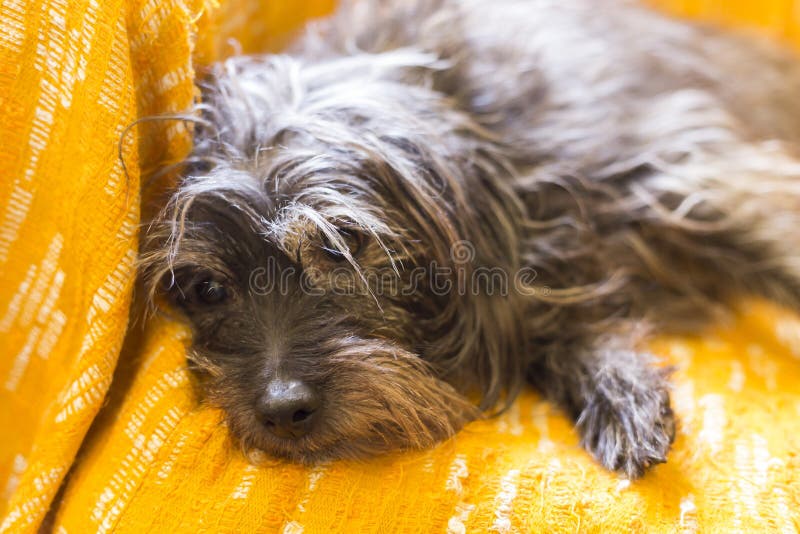 Ein Hund, Der Auf Einem Orange Hintergrund Bleibt Stockbild Bild von