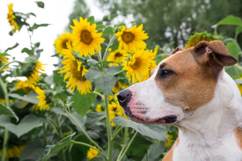 Ein Hund, der vor den Sonnenblumen aufwirft stockfotos Ein Hund, der vor den Sonnenblumen aufwirft stockfotos