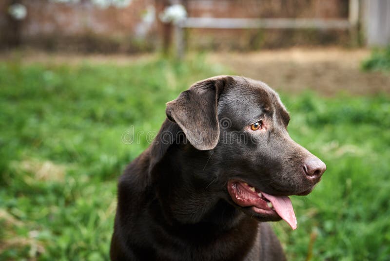 Ein Hund, ein Labrador im Hinterhof, Tiere, Haustiere stockfotos Ein Hund, ein Labrador im Hinterhof, Tiere, Haustiere stockfotos