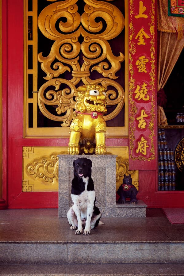 Ein Hund in einem chinesischen Tempel stockfotografie Ein Hund in einem chinesischen Tempel stockfotografie