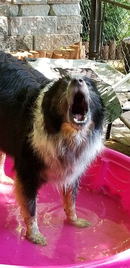 ein Hund in einem offenen Mund des Rosapools lizenzfreies stockfoto ein Hund in einem offenen Mund des Rosapools lizenzfreies stockfoto