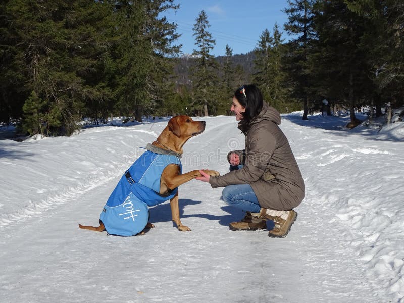 Ein Hund geben die Tatze stockfoto. Bild von koniferen 86094112