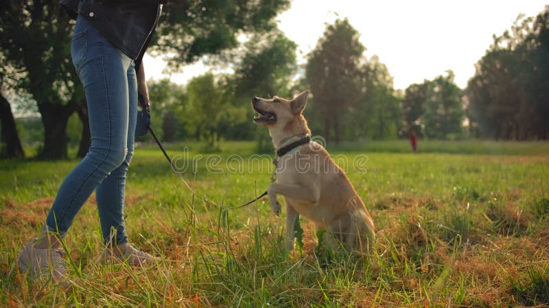 Ein Hund im Park, der seiner Herrin einen Trick macht Doggy windet ihre Pfote