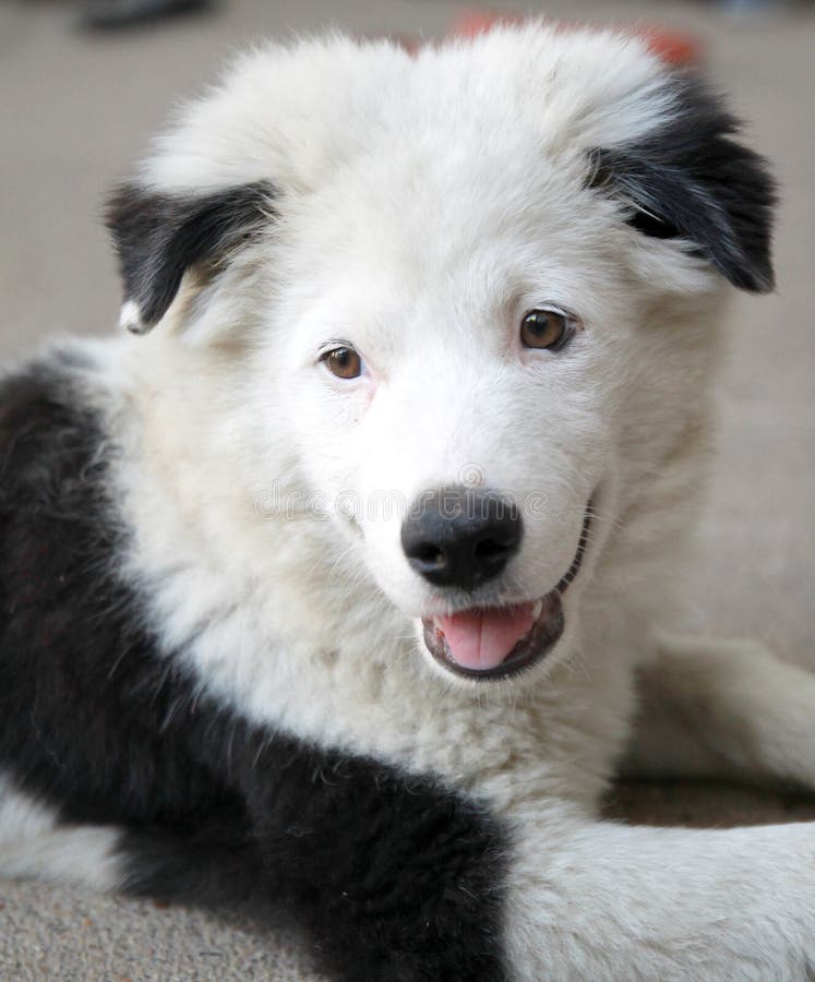 Ein Hund Sieht Wie Panda Aus Stockfoto Bild von pedigreed, tier 21447348