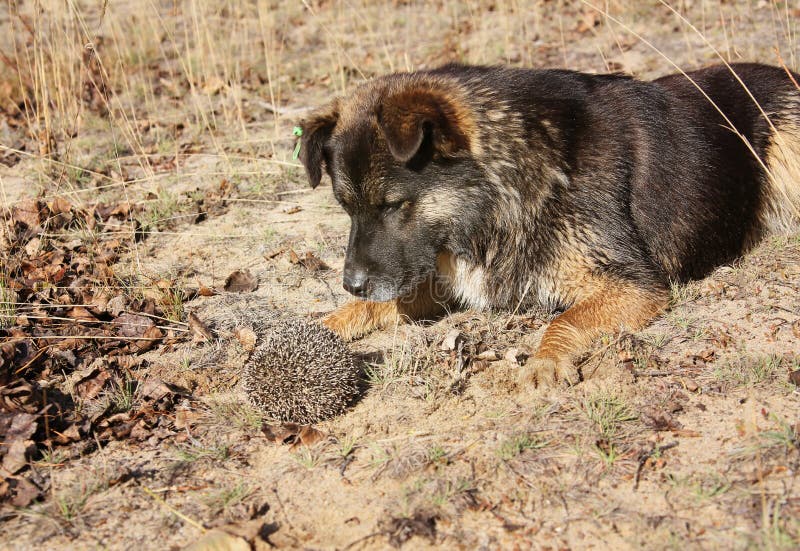 Ein Hund und ein Igeles Treffen im Wald lizenzfreie stockfotografie Ein Hund und ein Igeles Treffen im Wald lizenzfreie stockfotografie