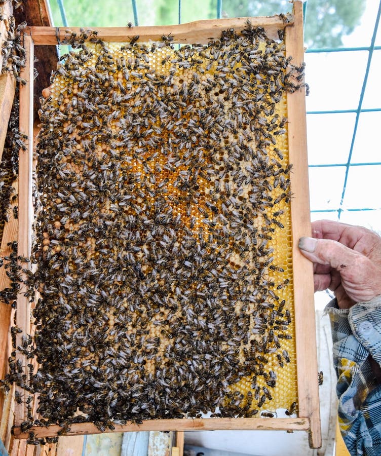 Ein Imker hält Bienenbienenwabe mit Bienen in seiner Hand. Honigbiene. Bienenhaus