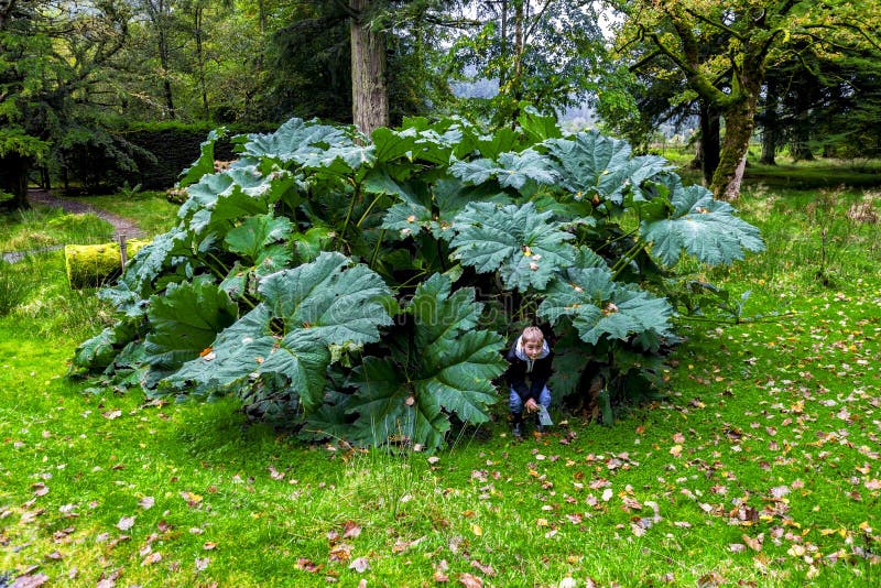 Ein Junge, der unter großen Blättern von Gunnera Manicata in botanischem Garten Benmore, Schottland sich versteckt lizenzfreie stockbilder Ein Junge, der unter großen Blättern von Gunnera Manicata in botanischem Garten Benmore, Schottland sich versteckt lizenzfreie stockbilder