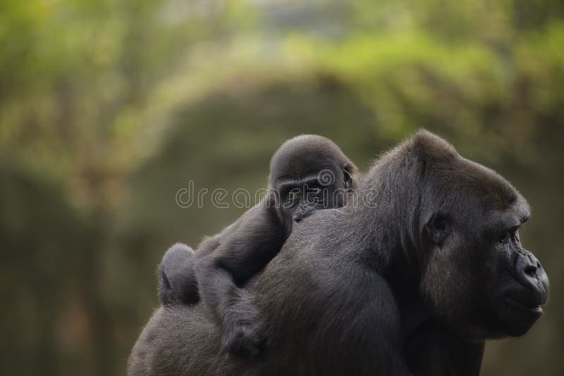 Ein junger Babygorilla auf der Rückseite der Mutter stockbild Ein junger Babygorilla auf der Rückseite der Mutter stockbild
