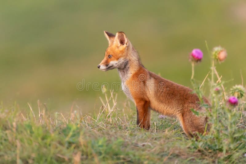Ein junger roter Fuchs in einem schönen hellen Abschluss nach oben. Vulpes Vulpes lizenzfreie stockfotografie
