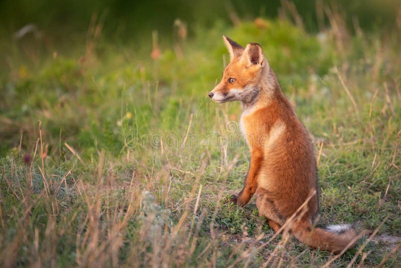Ein junger roter Fuchs in einem schönen hellen Abschluss nach oben. Vulpes Vulpes stockbilder