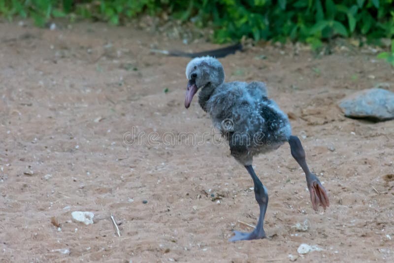 Ein junges jugendliches Flamingo Phoenicopterus-roseus steht das übende Gehen nachdem es ein eben ausgebrütetes Baby aus heraus g lizenzfreies stockfoto Ein junges jugendliches Flamingo Phoenicopterus-roseus steht das übende Gehen nachdem es ein eben ausgebrütetes Baby aus heraus g lizenzfreies stockfoto
