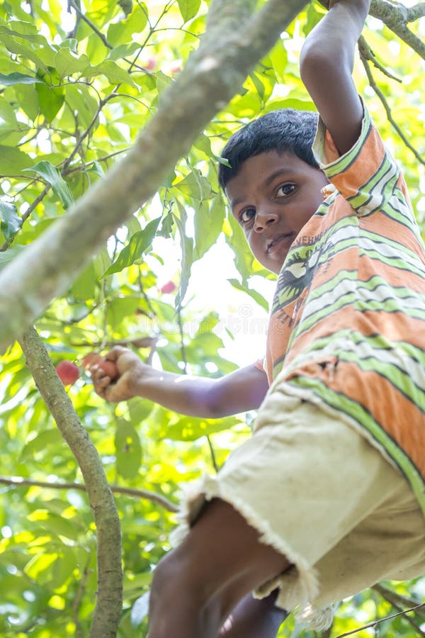 Ein Kind zupft Litschi von einem Baum am ranisonkoil, thakurgoan, Bangladesch stockbilder Ein Kind zupft Litschi von einem Baum am ranisonkoil, thakurgoan, Bangladesch stockbilder