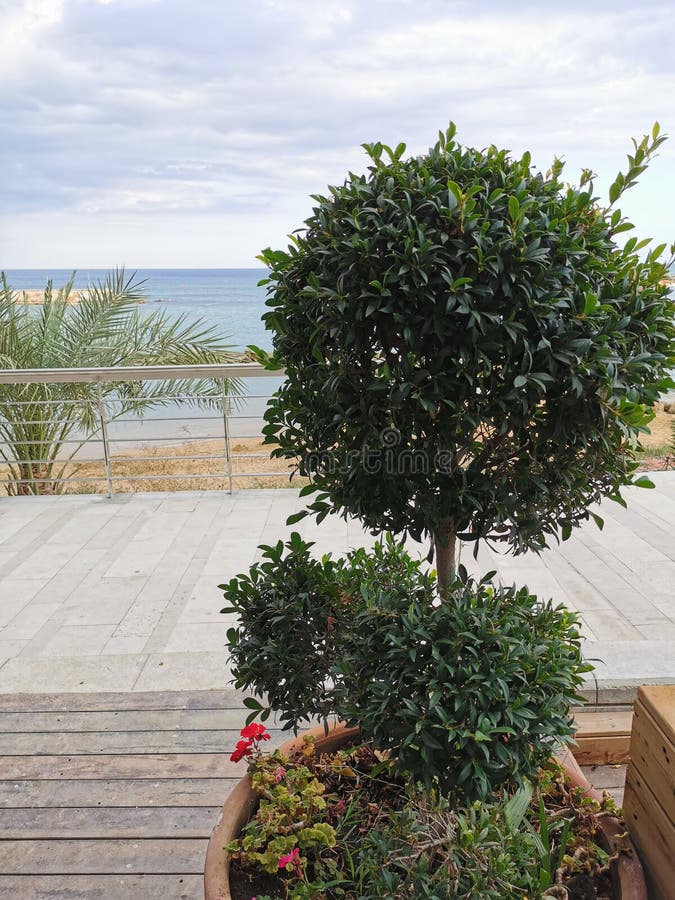 Ein kleiner Baum, der in Form eines Balls an der Promenade entlang der Küste des Mittelmeers getrimmt wurde lizenzfreies stockbild