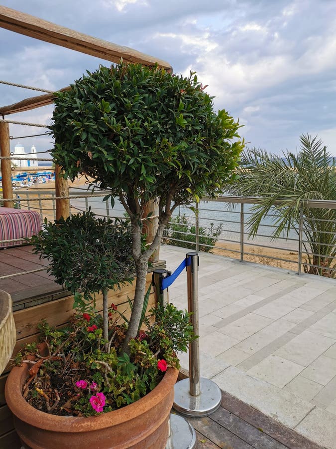 Ein kleiner Baum in einem Blumentopf, der in Form eines Balls an der Promenade entlang der Küste des Mittelmeers getrimmt wird lizenzfreie stockfotografie