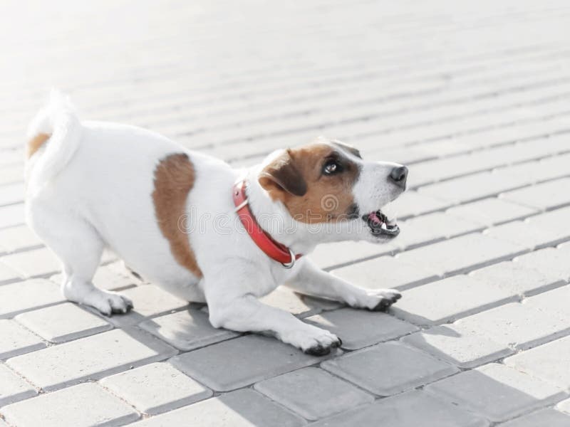 Ein kleiner Hundesteckfassungs-Russell-Terrier im roten Kragenbetrieb, springend, spielen und bellen auf grauer Bürgersteigsflies