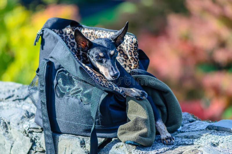 Kleiner Hund in der Tasche stockbild. Bild von verlassen 103531301