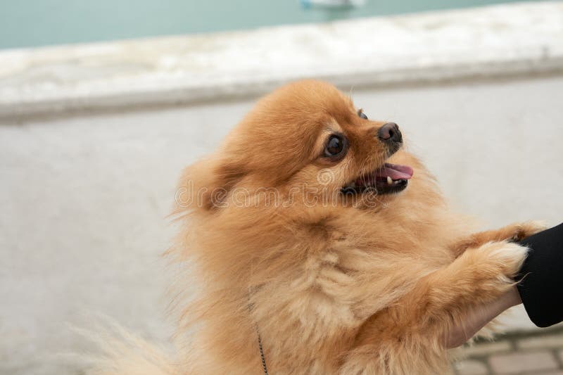 Ein kleiner spielerischer pommeranischer Hund hat seine Pfoten an die Besitzerhand gelegt und sieht sie mit Hingabe an. Kopierbere
