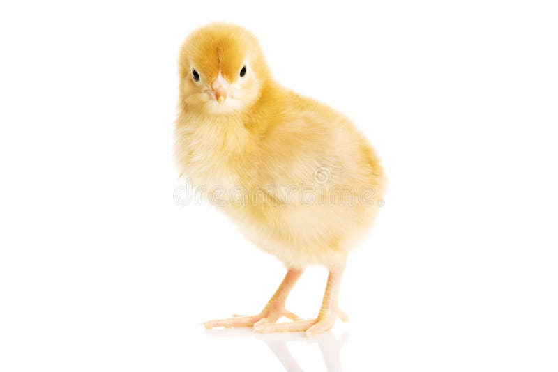 Ein kleines, gelbes, isoliertes Huhn lizenzfreie stockfotografie
