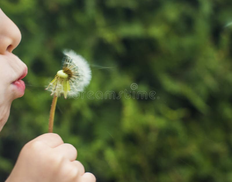 Ein kleines Kind brennt weg einen flaumigen L?wenzahn durch stockbild Ein kleines Kind brennt weg einen flaumigen L?wenzahn durch stockbild