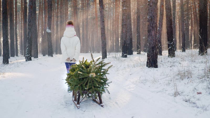 Ein kleines Mädchen trägt einen Weihnachtsbaum auf einem hölzernen Schlitten Den schneebedeckten Wald, läuft die Sonne ` s Strahl stockfotos Ein kleines Mädchen trägt einen Weihnachtsbaum auf einem hölzernen Schlitten Den schneebedeckten Wald, läuft die Sonne ` s Strahl stockfotos