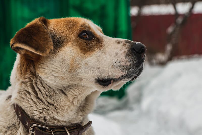 Ein Kopf eines braun-weißen Hundes des großen schönen Hündchens mit braunen Augen in einem braunen ledernen Kragen schützt das Ya