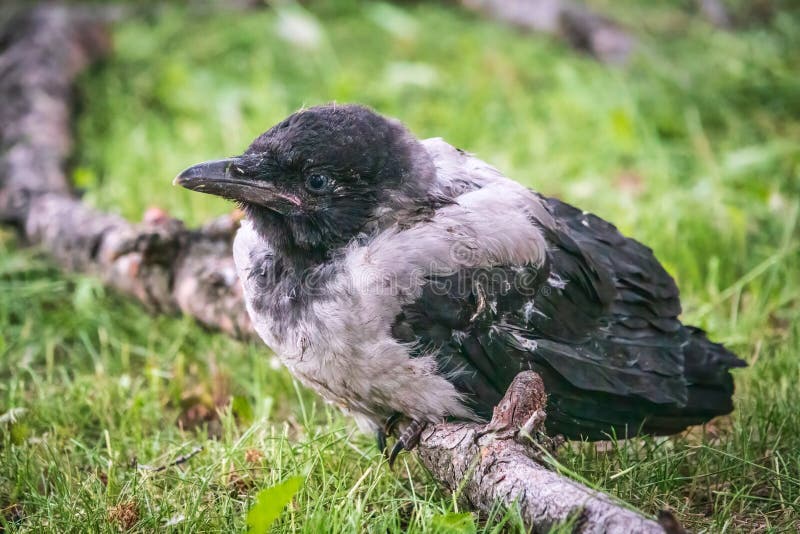 ein-kr%C3%A4henk%C3%BCken-eine-kleine-kr%C3%A4he-ist-aus-ihrem-nest-gefallen-und-sitzt-ver%C3%A4ngstigt-auf-einem-ast-bodenn%C3%A4he-wartet-einen-223431380.jpg