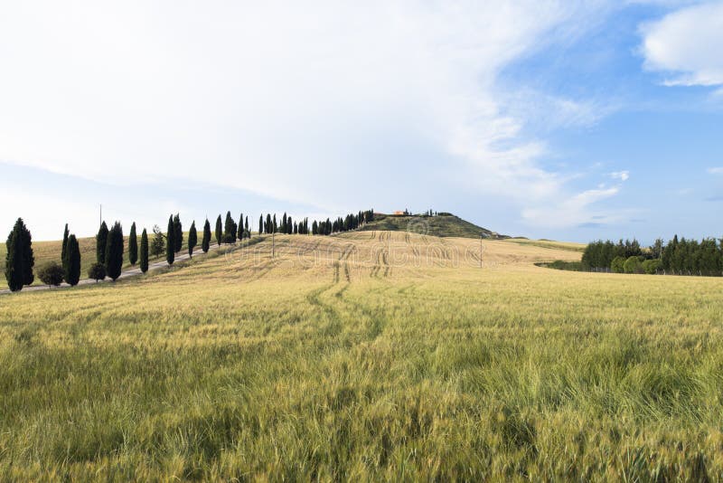 Ein lokalisiertes Haus und Zypressen auf einem Gebiet in Val d ‚Orcia oder Valdorcia, ein sehr populäres Reiseziel in Toskana, It stockbilder Ein lokalisiertes Haus und Zypressen auf einem Gebiet in Val d ‚Orcia oder Valdorcia, ein sehr populäres Reiseziel in Toskana, It stockbilder