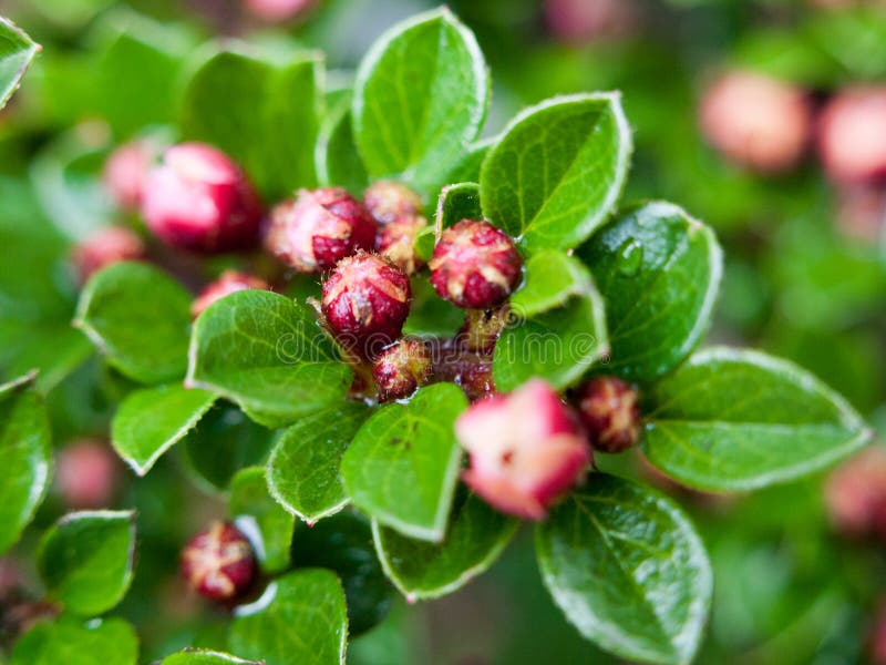 Ein Makroschuß der selektiven Unschärfe etwas Rotes knospt nach einem Baum mit Ra stockfotos Ein Makroschuß der selektiven Unschärfe etwas Rotes knospt nach einem Baum mit Ra stockfotos