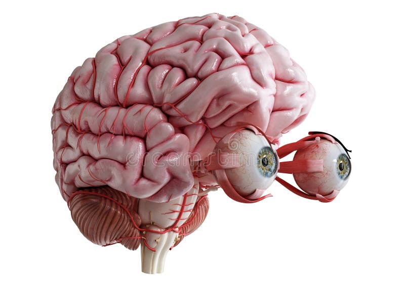 Ein menschliches Gehirn, Augen und Arterien